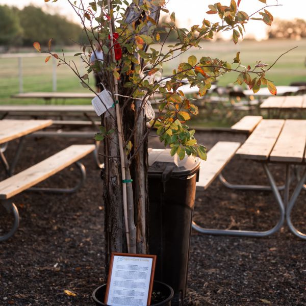 Tree_planted_at_base_of_picnic_table